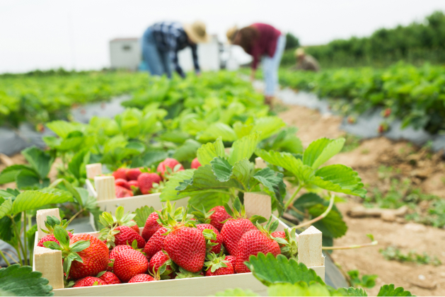 Chaucer Foods global workforce safety and ethical community standards